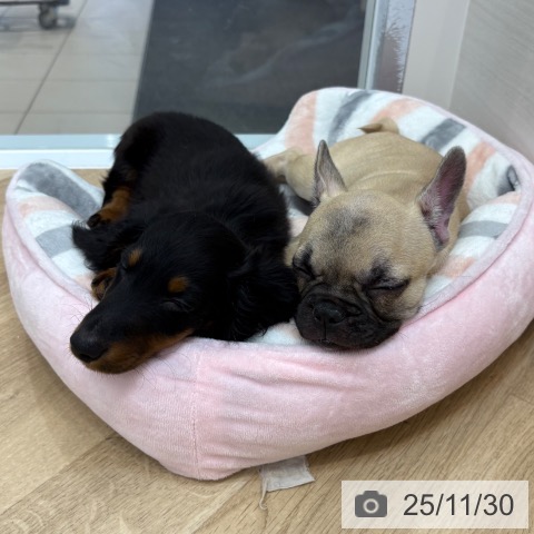 京都府のカニンヘンダックスフンド(ロング) (ペットプラス 久御山店/2025年9月10日生まれ/男の子/ブラックタン)の子犬の3枚目の画像