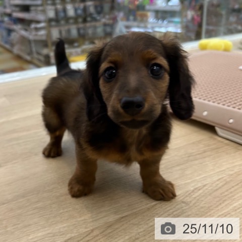 カニーンヘン・ダックスフンドの写真