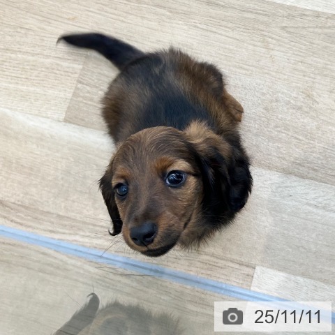 カニーンヘン・ダックスフンドの写真