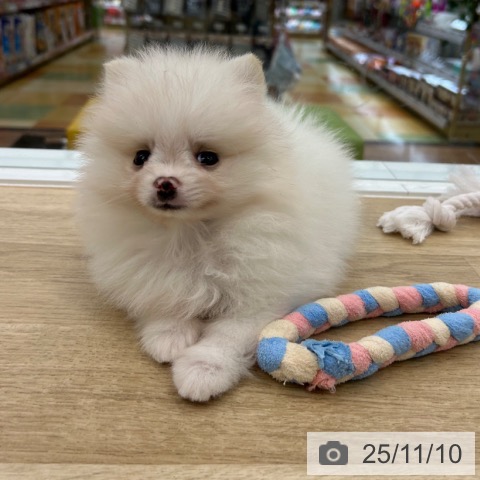 ポメラニアンの写真