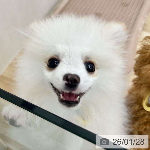 大阪府のポメラニアン (ペットプラス 松原店/2025年9月10日生まれ/男の子/クリーム)の子犬の4枚目の画像