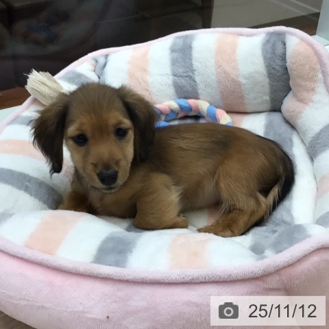 カニーンヘン・ダックスフンドの写真