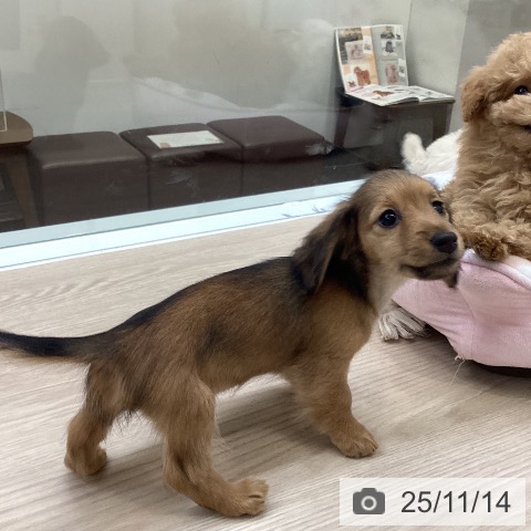 カニーンヘン・ダックスフンドの写真