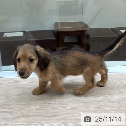 カニーンヘン・ダックスフンドの写真