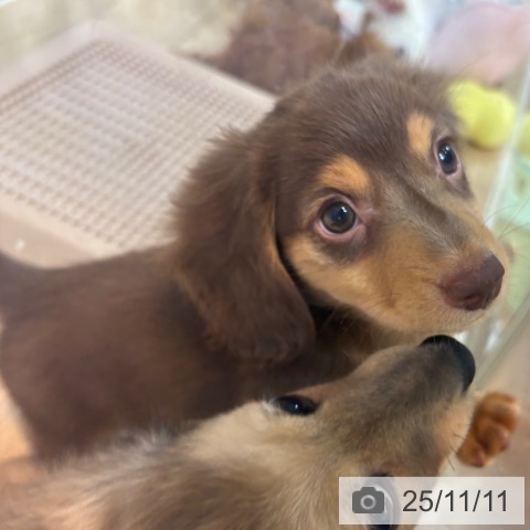 ミニチュア・ダックスフンドの写真