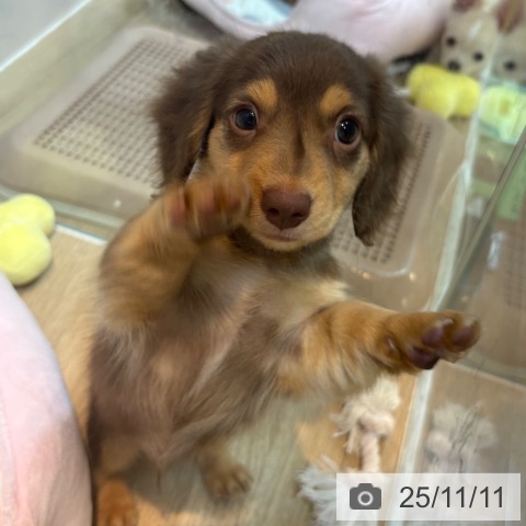 ミニチュア・ダックスフンドの写真