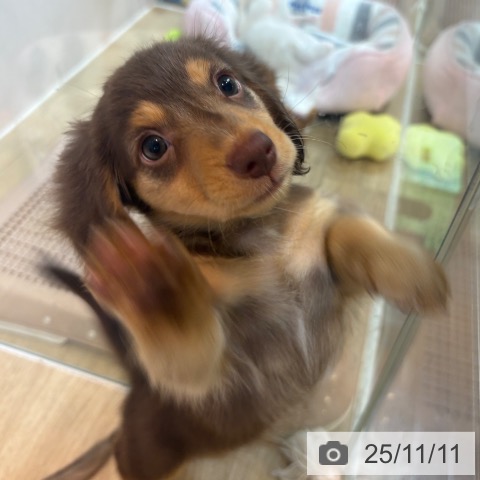 京都府のミニチュアダックスフンド(ロング) (ペットプラス イオンモールKYOTO店/2025年9月10日生まれ/男の子/ブラウンタン)の子犬の4枚目の画像