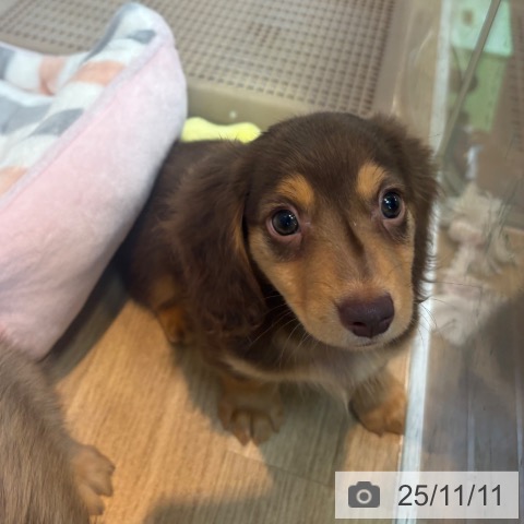 ミニチュア・ダックスフンドの写真