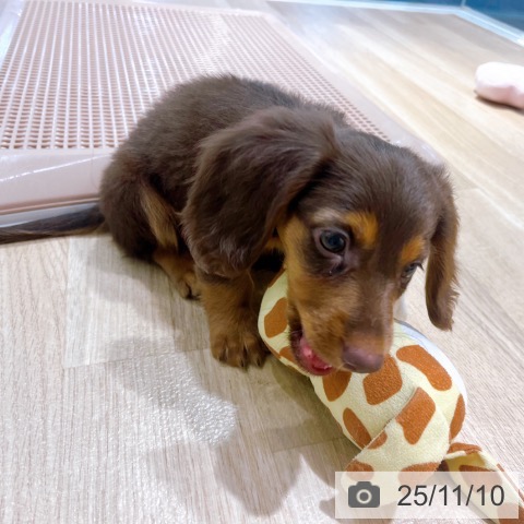 ミニチュア・ダックスフンドの写真