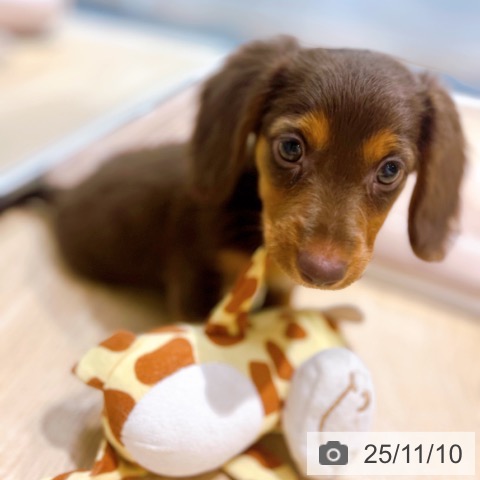 ミニチュア・ダックスフンドの写真