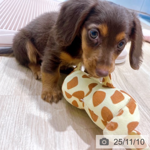 ミニチュア・ダックスフンドの写真