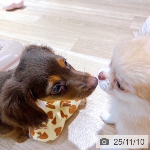 ミニチュア・ダックスフンドの写真