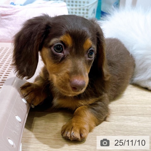 ミニチュア・ダックスフンドの写真