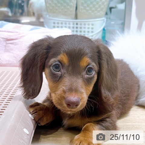 ミニチュア・ダックスフンドの写真