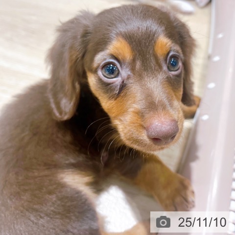 ミニチュア・ダックスフンドの写真