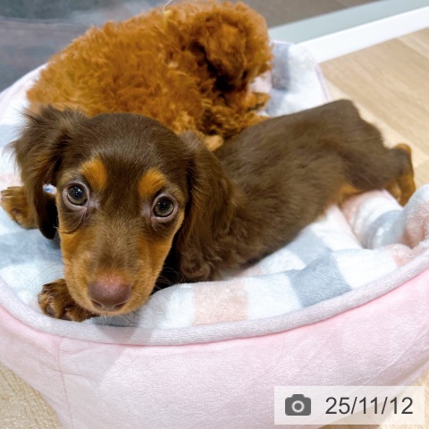 ミニチュア・ダックスフンドの写真