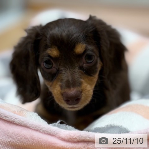 ミニチュア・ダックスフンドの写真