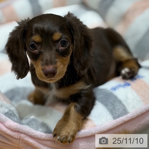 ミニチュア・ダックスフンドの写真