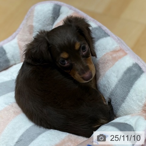 ミニチュア・ダックスフンドの写真