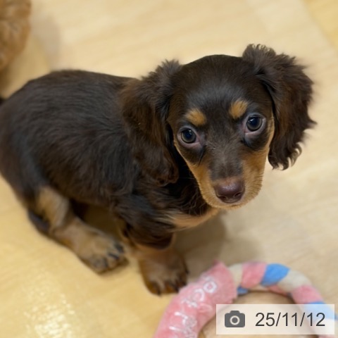 ミニチュア・ダックスフンドの写真