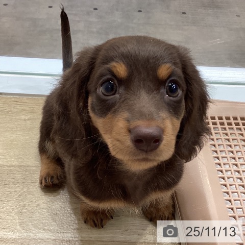 ミニチュア・ダックスフンドの写真