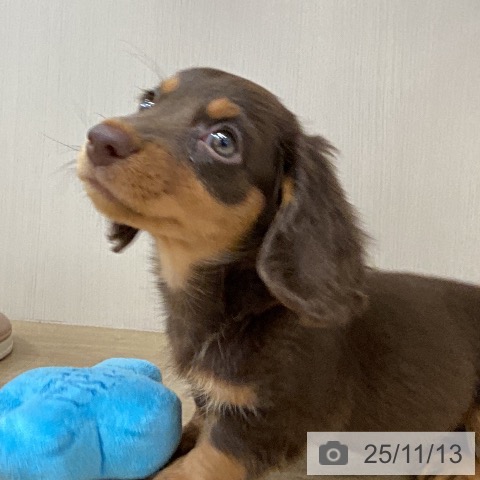 ミニチュア・ダックスフンドの写真