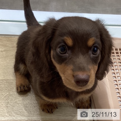 ミニチュア・ダックスフンドの写真