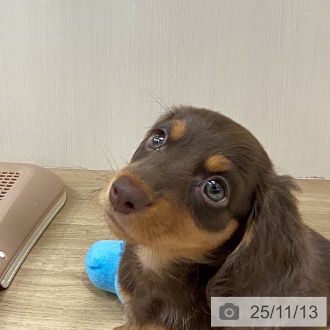 ミニチュア・ダックスフンドの写真