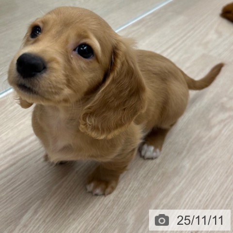 ミニチュア・ダックスフンドの写真