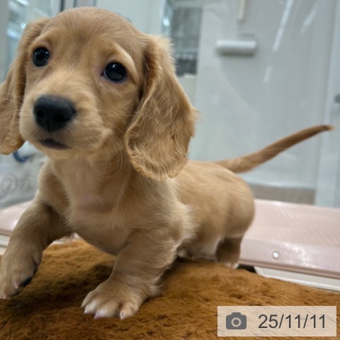 ミニチュア・ダックスフンドの写真