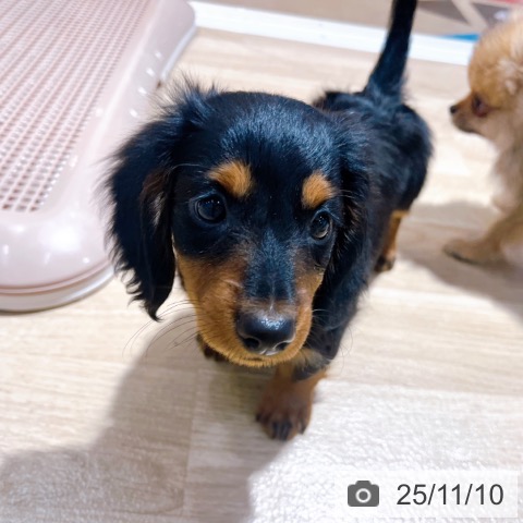 ミニチュア・ダックスフンドの写真