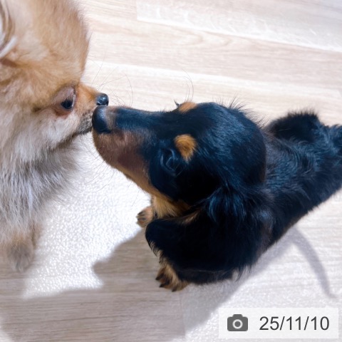 ミニチュア・ダックスフンドの写真