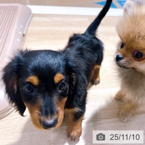 ミニチュア・ダックスフンドの写真