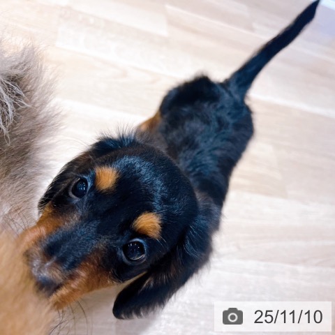 ミニチュア・ダックスフンドの写真