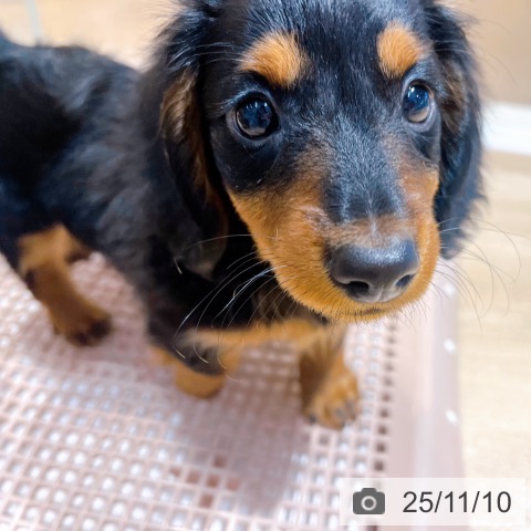 ミニチュア・ダックスフンドの写真