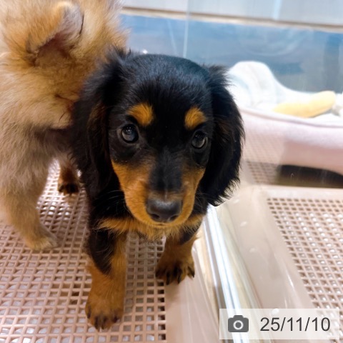 ミニチュア・ダックスフンドの写真