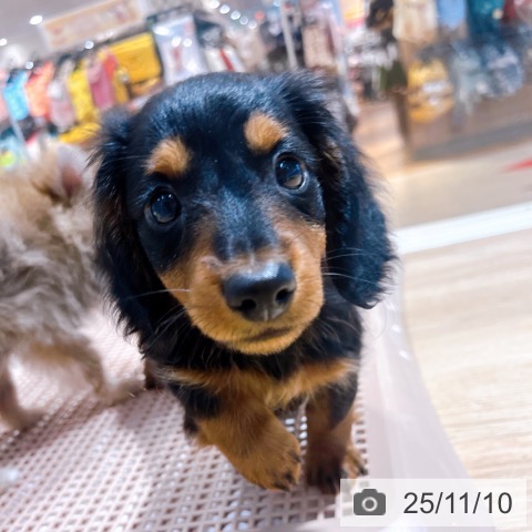 ミニチュア・ダックスフンドの写真