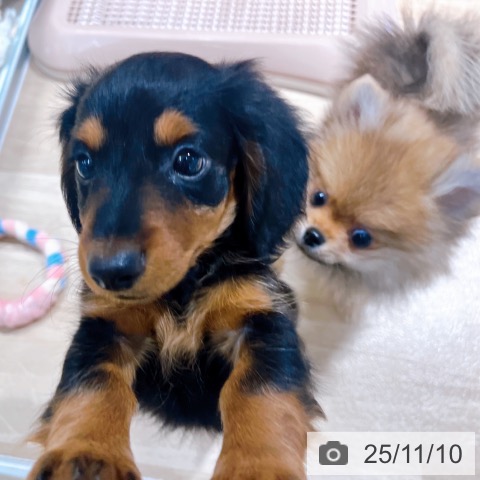 ミニチュア・ダックスフンドの写真