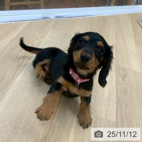 ミニチュア・ダックスフンドの写真