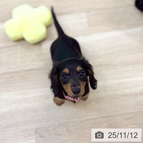 ミニチュア・ダックスフンドの写真