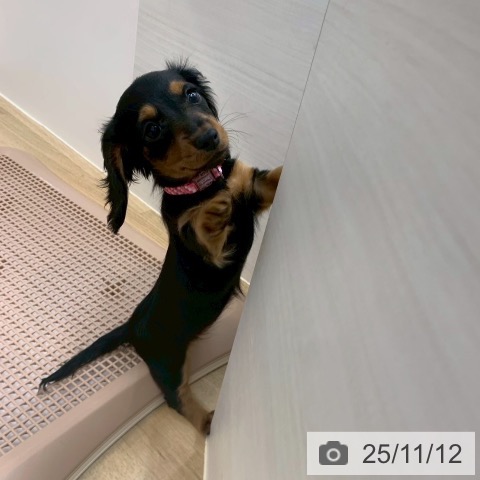 ミニチュア・ダックスフンドの写真