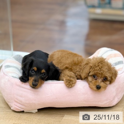 京都府のミニチュアダックスフンド(ロング) (ペットプラス 醍醐店/2025年9月9日生まれ/女の子/ブラックタン)の子犬の4枚目の画像