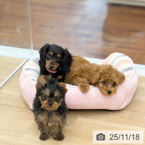 京都府のミニチュアダックスフンド(ロング) (ペットプラス 醍醐店/2025年9月9日生まれ/女の子/ブラックタン)の子犬の3枚目の画像