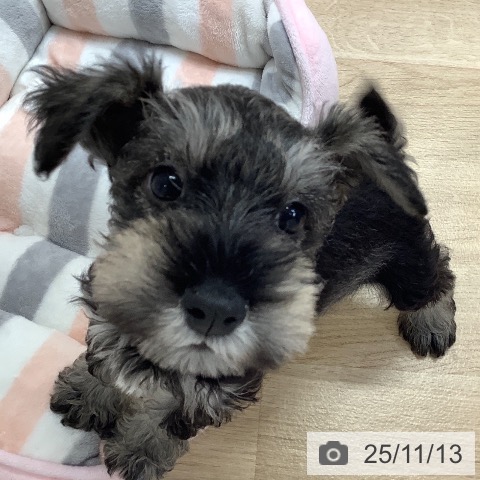 ミニチュア・シュナウザーの写真