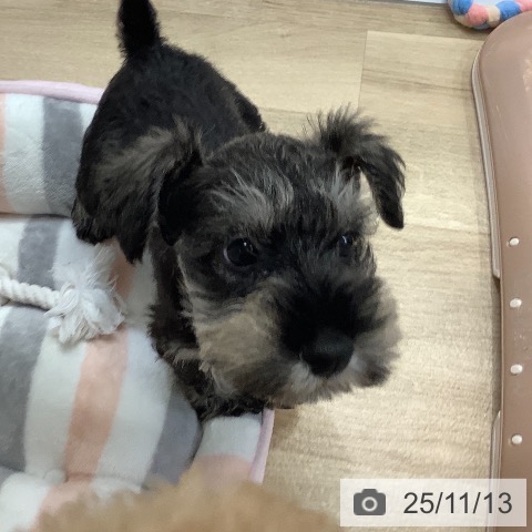 ミニチュア・シュナウザーの写真