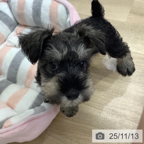 ミニチュア・シュナウザーの写真