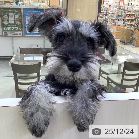 兵庫県のミニチュアシュナウザー (ペットプラス 明石店/2025年9月10日生まれ/男の子/ソルトペッパー)の子犬の4枚目の画像