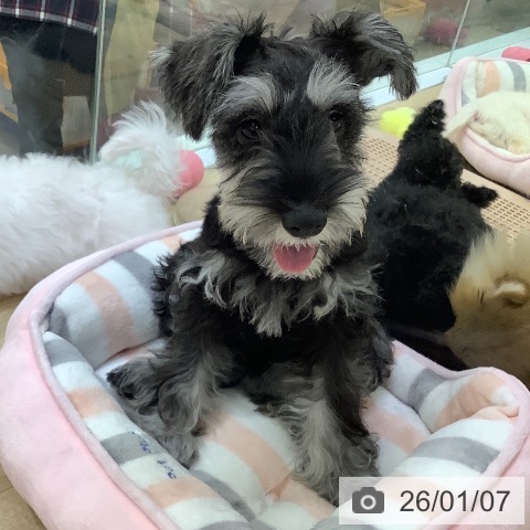 兵庫県のミニチュアシュナウザー (ペットプラス 明石店/2025年9月10日生まれ/男の子/ソルトペッパー)の子犬の4枚目の画像