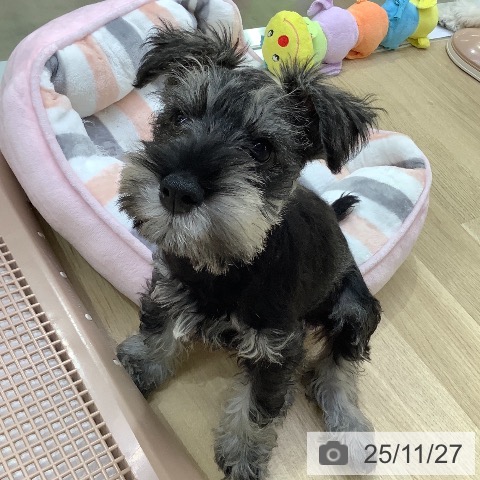 兵庫県のミニチュアシュナウザー (ペットプラス 明石店/2025年9月10日生まれ/男の子/ソルトペッパー)の子犬の3枚目の画像