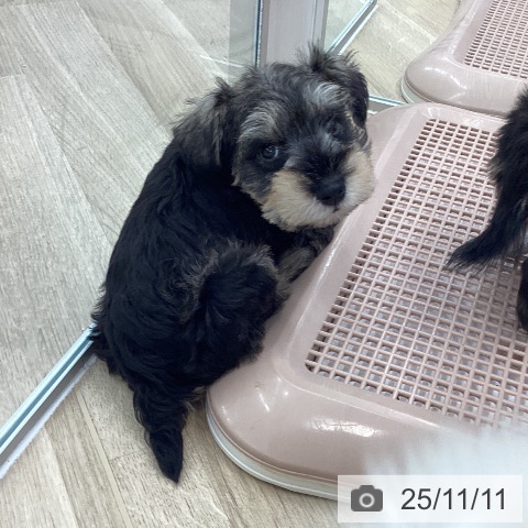 ミニチュア・シュナウザーの写真